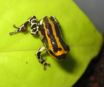 Rlamasi Rio Palchitea.jpg