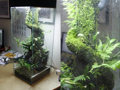 Bromelia skottet kanske behöver knippsas av, för nu lutar det verkligen mot rutan och rötterna är rätt stora på den.<br />Sedan börjar de bli dax att ansa några av ormbunkarna som också börjar växa lite väl långt från stammen.