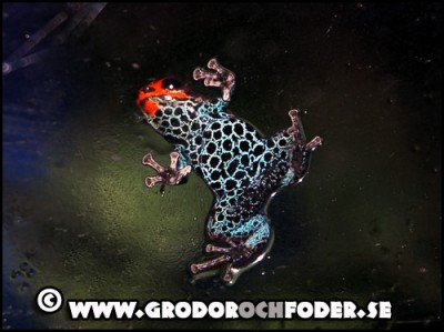 Dendrobates+reticulatus_52066.jpg
