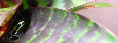 R.variabilis "Giant" Juvenil