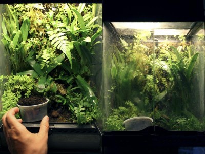 Två "större" plantor fick flytta in i lillburken hemma. Men först rensade jag ut en heldel ormbunkar och endel mossa som växt för mycket. Blev med andra ord en rejäl rensning =-)