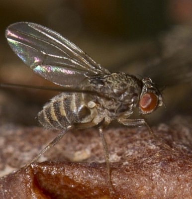 Drosophia hydei.jpg