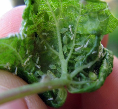 Titta.... grodmat under bladen!!!!