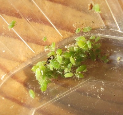 Grodornas kvällssnask