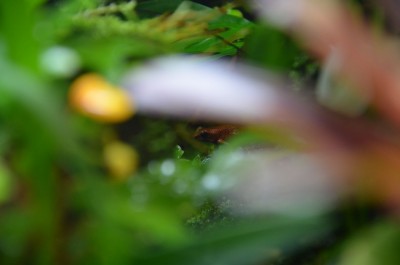 O pumilio christobal.jpg