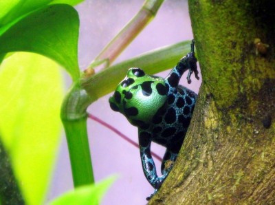 Spelande hane.jpg (175.85 KiB) Visad 6955 gånger Spelande R.variabilis hane.