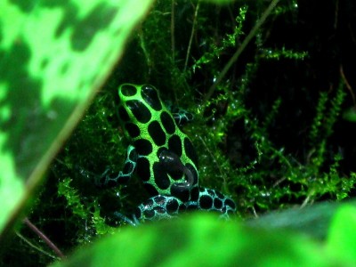 Yngel på groda 006-2.jpg