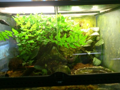 Terrariebild1a.jpg