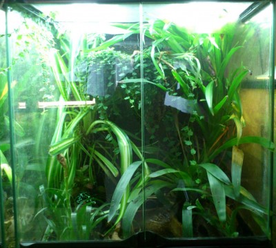 Terrariebild2a_redigerad-2.jpg