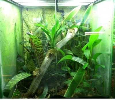 Terrariebild3a_redigerad-2.jpg