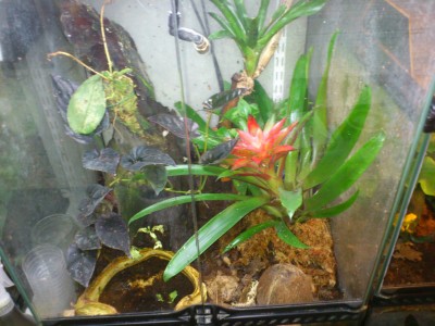 Terrariebild4a.jpg