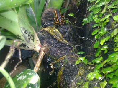 Ameerega trivittata.JPG