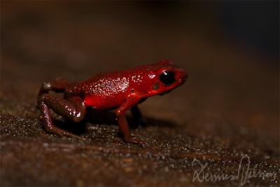 Andinobates ophistomelas