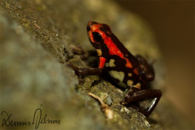 Andinobates bombetes