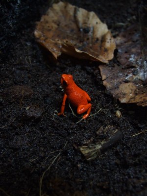 Oophaga pumilio nancy 2.JPG