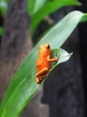 O.pumilio nancy 1.JPG