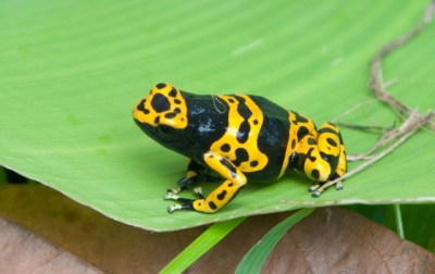 Lecomelas_guyana_1 (640x403).jpg