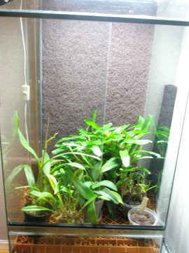 Har testat att sätta in lite växter, det kommer dock mer sen, mycket ska också sitta på bakgrunden, lägg märke till den maffiga bromelian:)