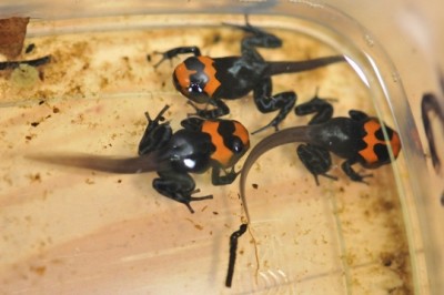 _DSC1140 (640x425) (540x359).jpg