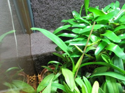 från långt håll, den kommer i så fall att vara täckt av mossa och växter