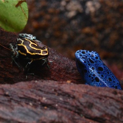 Hej jag är din nya granne, kan du dämpa ditt ropande lite. Vi försöker sova här nere: