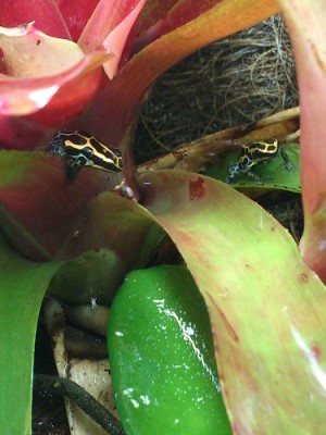 1.1 Ranitomeya ventrimaculata.jpg