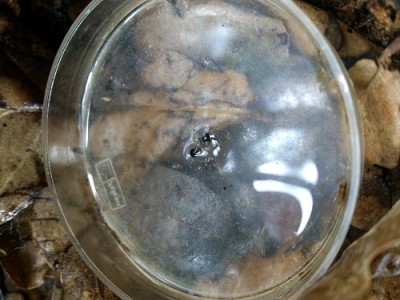 Ranitomeya ventrimaculata Ägg.jpg