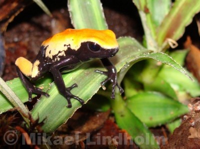 A.galactonotus_2.jpg