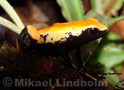 A.galactonotus_3.jpg