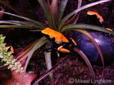 A.galactonotus_4.jpg