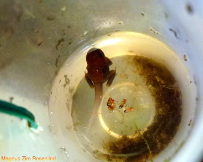 Nancy Pumilio Yngel.JPG