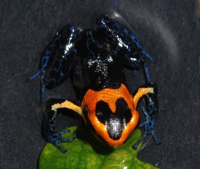 fantastica Varadero 2.jpg