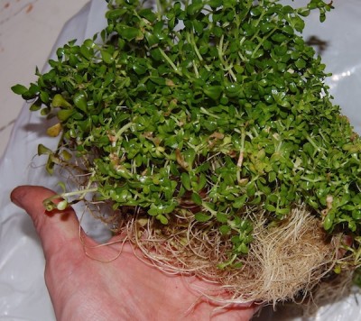 Hasses akvarieväxt I.jpg