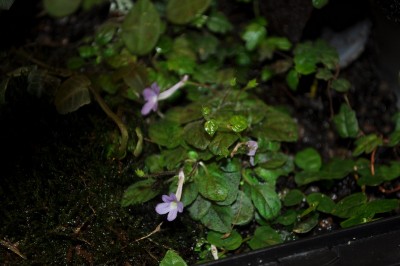 DSC_3254 - Kopia.JPG