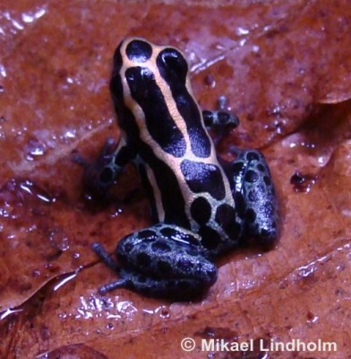 Ranitomeya1.jpg