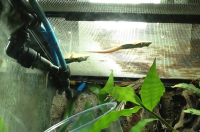 Daggecko, Phelsumas Klemeri