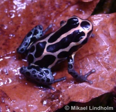 Ranitomeya2.jpg