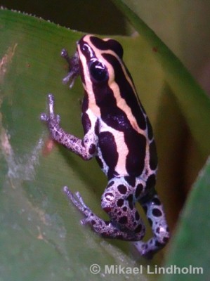 Ranitomeya3.jpg