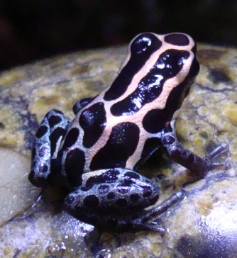 Ranitomeya4.jpg