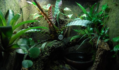 Regina &  Amazonica.jpg