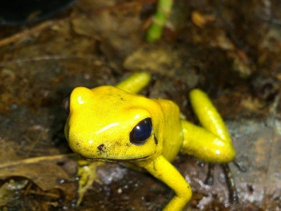 frogaday “jag e hungrig” 1.jpg