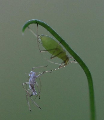 Bladlus på ärplanta