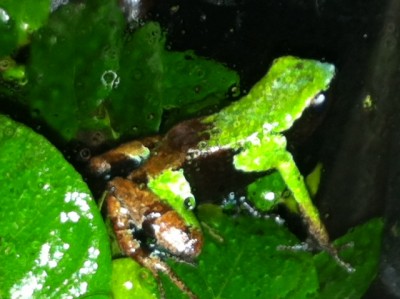 M.nigricans