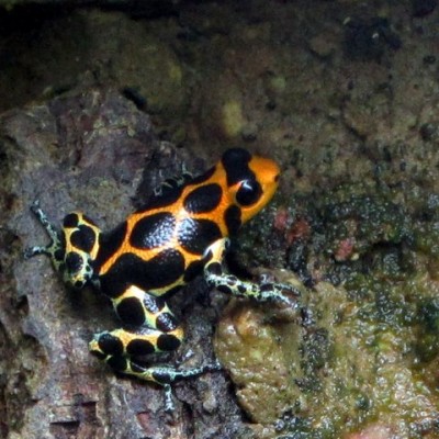 R. imitator 'Chazuta'