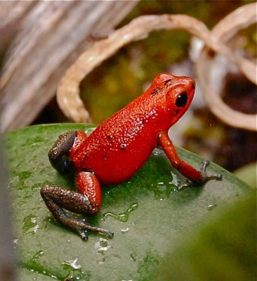 Fröken Almirante.jpg