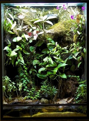 Terrarium.jpg