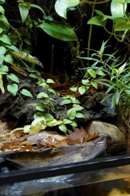 Terrarium2.jpg