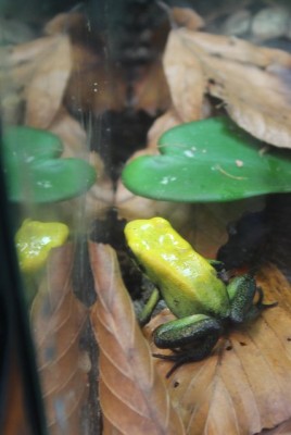P. bicilor