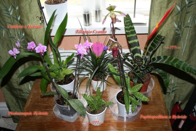 blommor copy.jpg