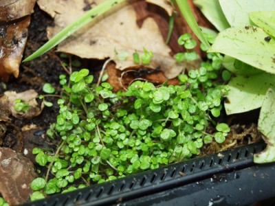 soleirolia sol.